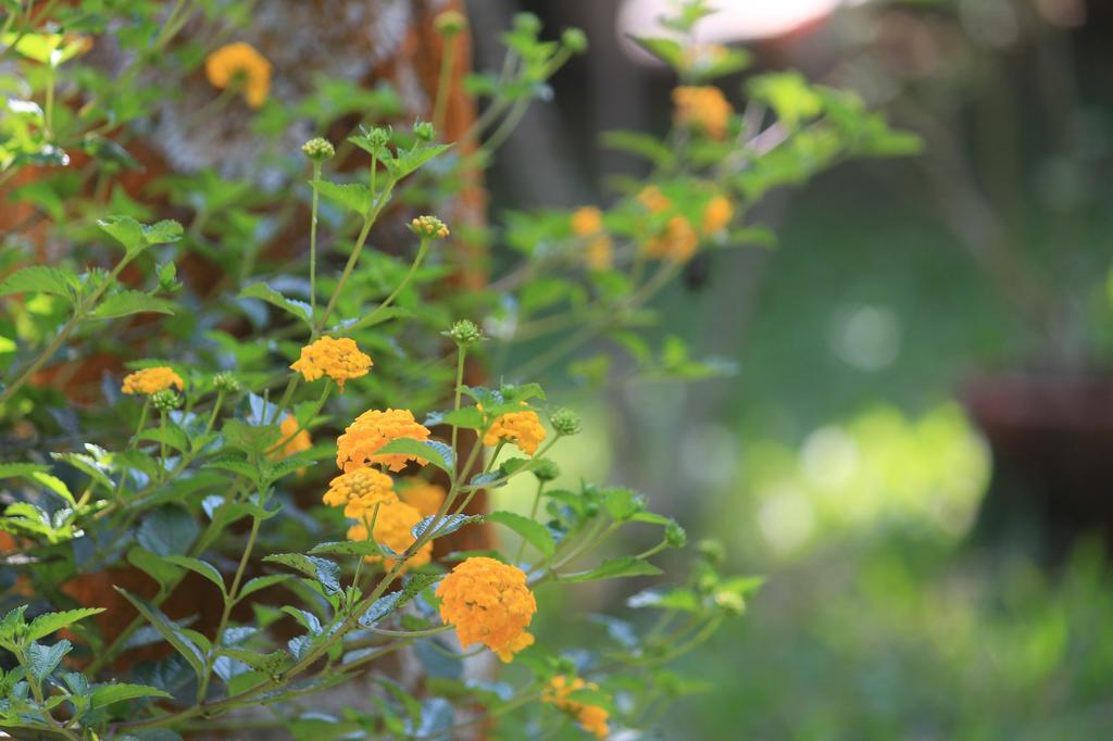 Green Ark Resorts Thekkady Exterior foto